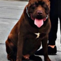 Pitbull red nose за разплод , снимка 1 - Питбул - 36438916