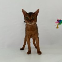 Продавам родословни абисински котета, снимка 1 - Други - 42625721