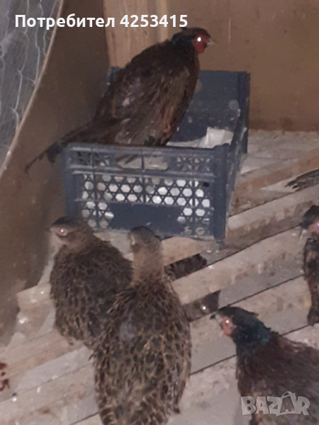 Продавам колхидски фазани , снимка 1