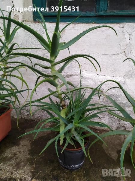 Алое, снимка 1