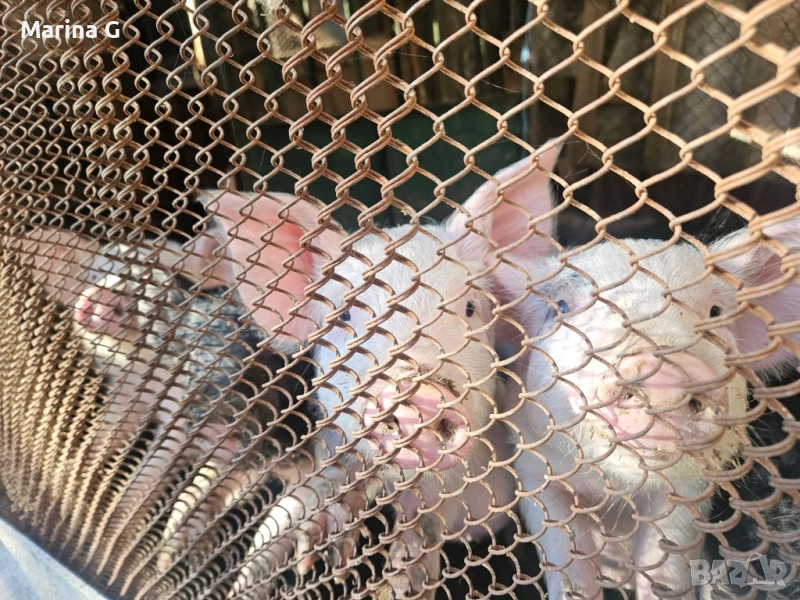 Прасенца, снимка 1