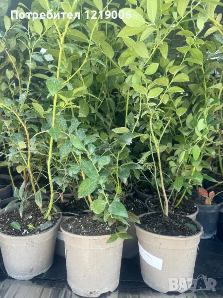 Първокласен инвитро разсад от боровинки, малини и ягоди, снимка 1