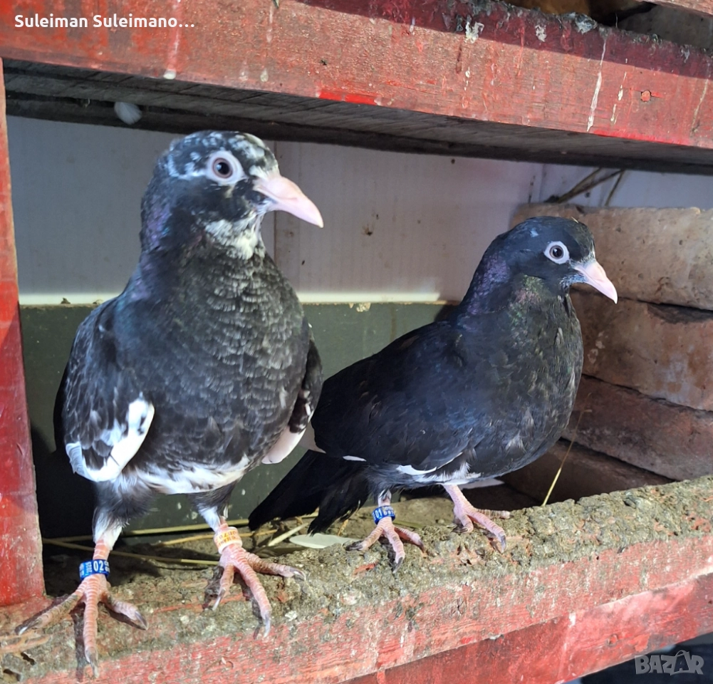 Гълъби на въртене 40 лв всичките, снимка 1