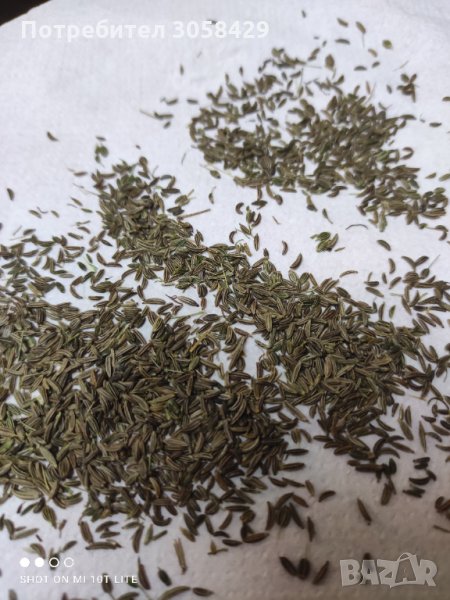 Див кимион, снимка 1