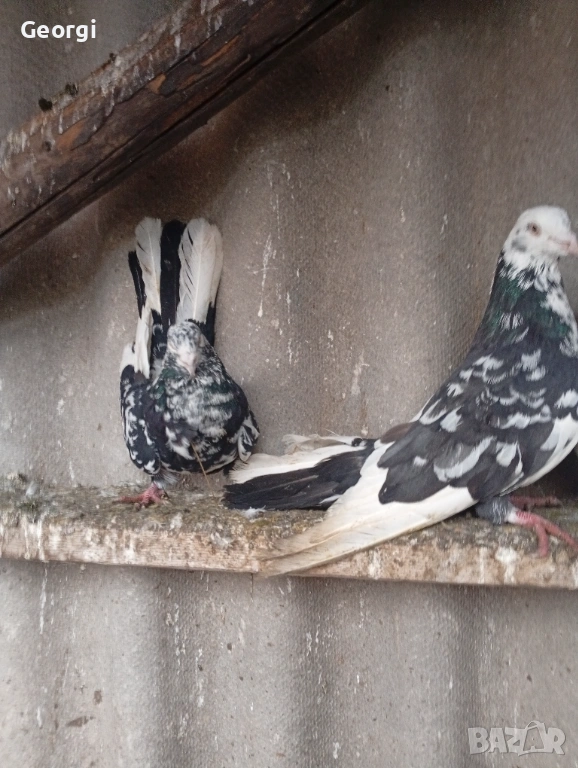 Гълъби, снимка 1