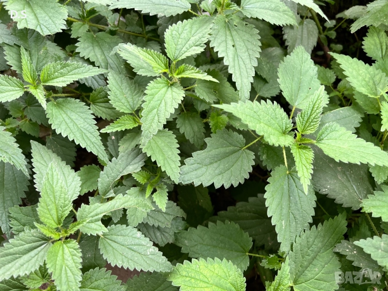 продавам  био коприва , снимка 1