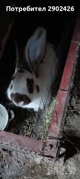 Продавам зайци, снимка 1