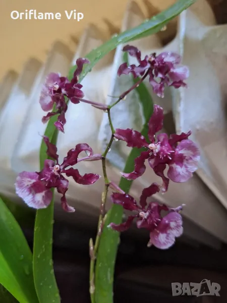 Орхидея Камбрия, снимка 1