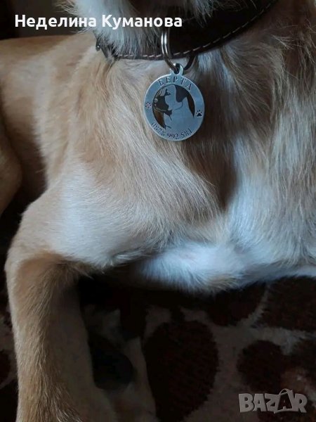 Медальон за куче или котка , снимка 1