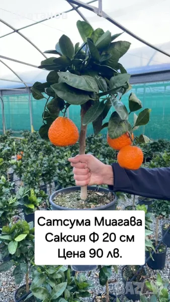 Сатсума Миагава, снимка 1