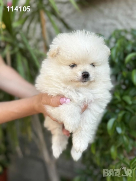 Померан момченце, снимка 1