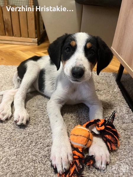 Спешно търсим дом за спасено кученце, снимка 1