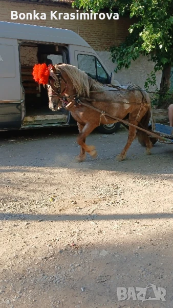 полски Тръмбеш , снимка 1