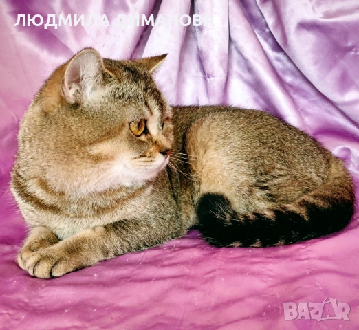 Шотландско мъжко с родословие 