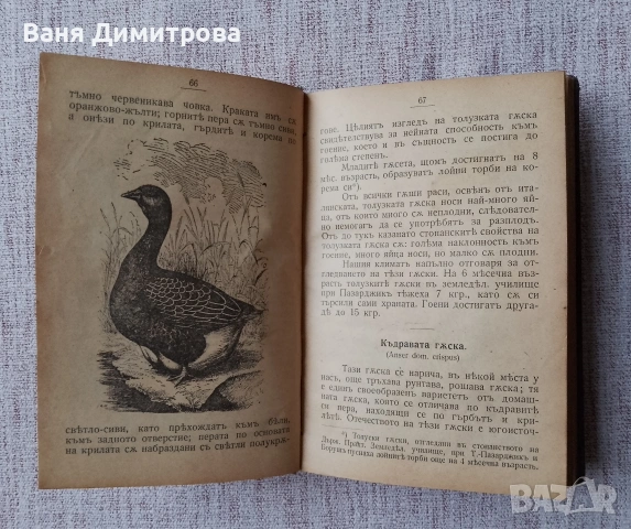Птицевъденъ календаръ за 1908 год., снимка 10 - Други - 53473079