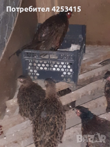 Продавам колхидски фазани 