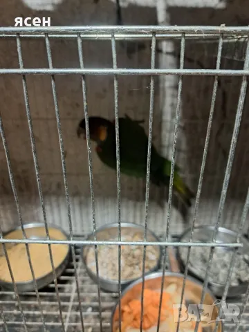 Продавам чифт Пирура Круентата, снимка 3 - Папагали - 48851141