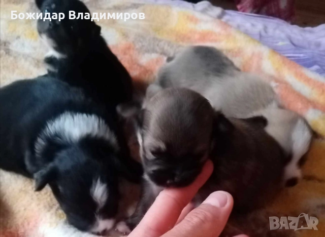 мини чихуахуа , снимка 1