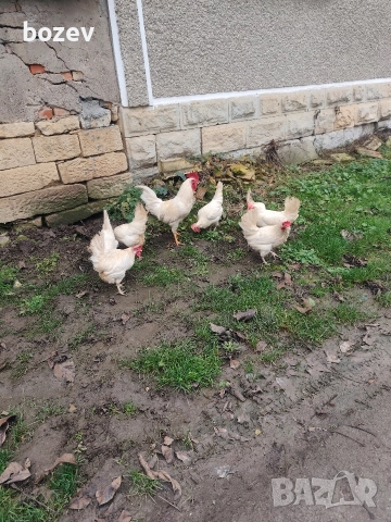 Оплодени яйца от бял легхорн .За информация пишете., снимка 2 - Кокошки и пуйки - 52823089