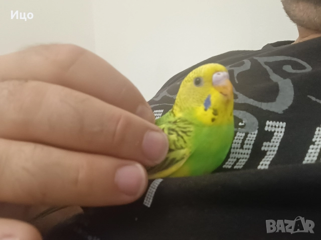 Социални вълнисти папагали, снимка 13 - Папагали - 52106934