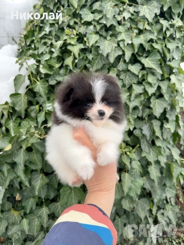 Померан мини момче. Померанче, снимка 2 - Померан - 53350490