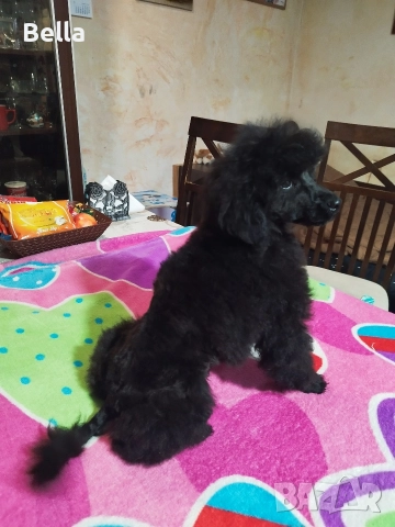 Мини пудел, снимка 12 - Пудели - 52673460