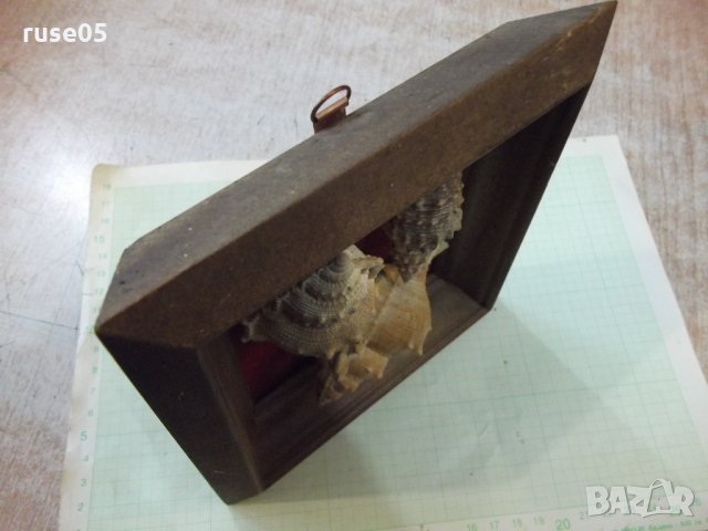 Раковини в дървена рамка, снимка 8 - Други ценни предмети - 34641107