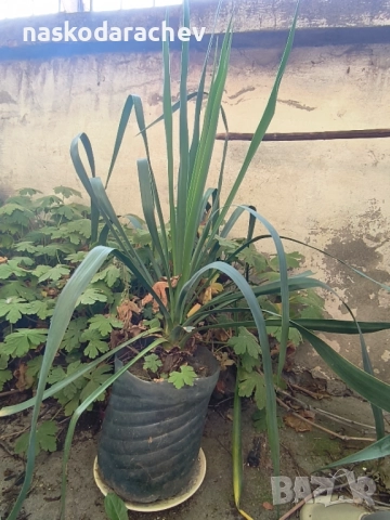 Юка - студоустойчиви големи растения в саксия , снимка 8 - Градински цветя и растения - 51692388
