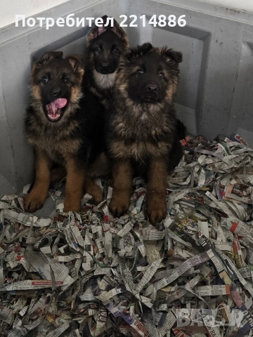 Немски овчарки , снимка 6 - Немска овчарка - 40188254
