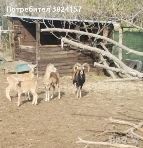 Муфлони, снимка 3 - Други животни - 52631253