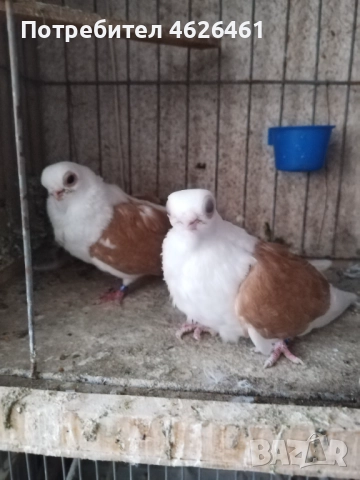 Кабаци, снимка 5 - Гълъби - 52482353