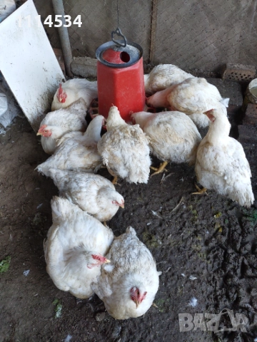 Домашни пилета бройлери, снимка 3 - Кокошки и пуйки - 52429221
