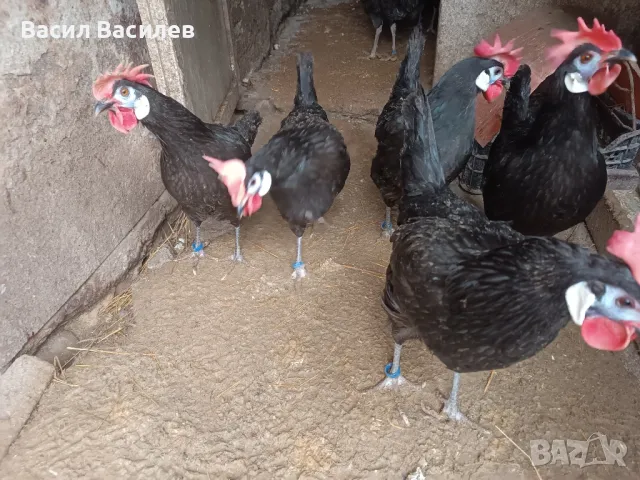 Продавам разплодни яйца от испанска белолика 