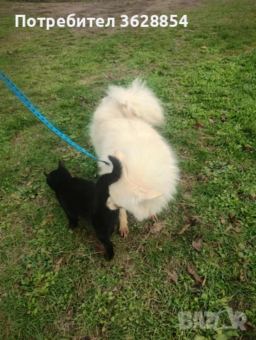 Продавам немски среден шпиц , снимка 3 - Шпиц - 52503291