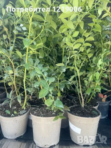 Първокласен инвитро разсад от боровинки, малини и ягоди