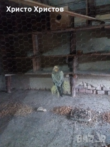 Папагали корела , снимка 8 - Папагали - 52644313