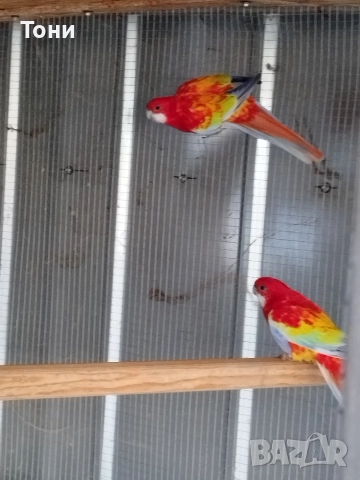 продавам папагали , снимка 4 - Папагали - 52865136