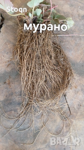 ягодов разсад , снимка 2 - Разсади - 53599358