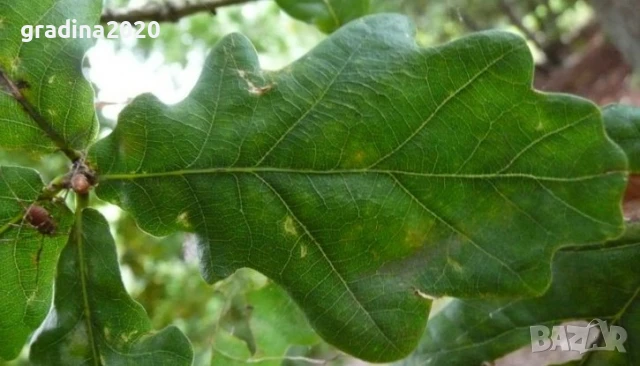 Дъб - Обикновен, снимка 4 - Разсади - 51077307