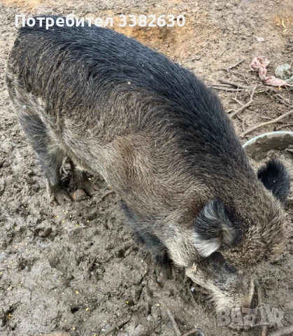 Диво прасе / глиган/ нерез, снимка 4 - Прасета - 51827556