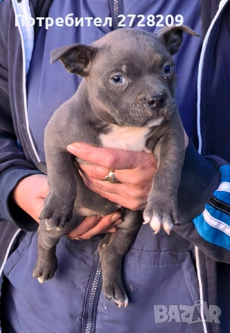 Американско Були Покет/American Bully Pocket , снимка 12 - Питбул - 52860044