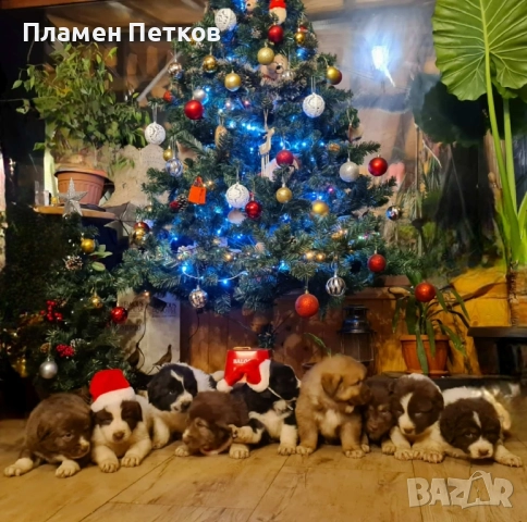 Българско овчарско куче 