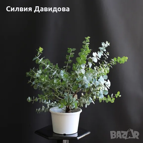 Евкалипт, снимка 12 - Други стоки за дома - 52773023