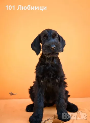 Ризен Шнауцери , снимка 2 - Други - 47454867