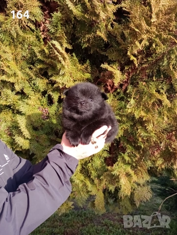 Померански Шпицове. Момче и момиче., снимка 3 - Шпиц - 53486789