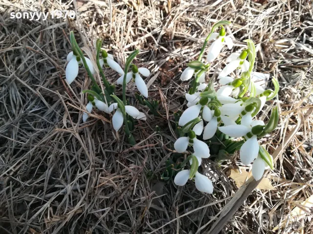 ЛОТ ЛУКОВИЦИ С КОКИЧЕТА В САКСИЯ 0202251645, снимка 4 - Градински цветя и растения - 48931567