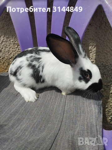 Зайци, снимка 5 - Други животни - 53409268