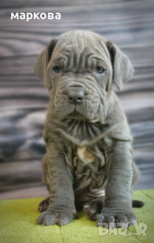 неаполитански мастиф по поръчка, снимка 2 - Мастиф - 30793118