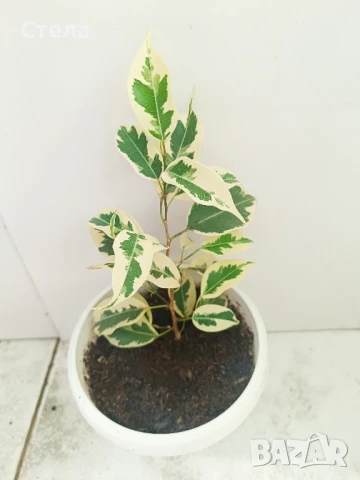 Пасифлора, бял Бенджамин, Сансевиера, мексиканска мента, Копривка , снимка 3 - Градински цветя и растения - 51170707