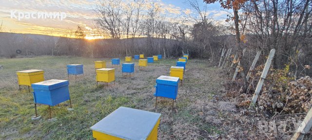 Пчелни семейства , снимка 1 - За пчели - 43553651